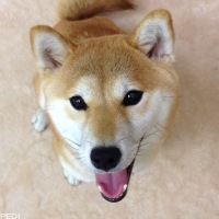 さくらちゃん