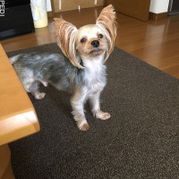 むぎくん