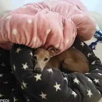 ベリーちゃん