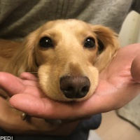 きなこちゃん
