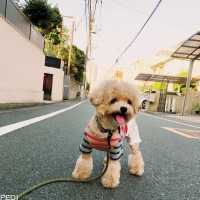 アルくん