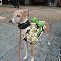 アンリくん
