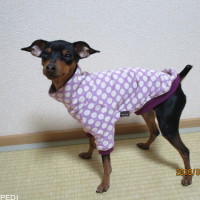 カシスちゃん