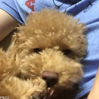 ネルくん
