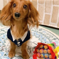 POPOくん