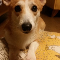 晴くん