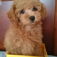 ポン太くん