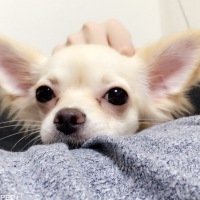 衣ちゃん