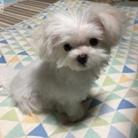 ティノくん