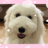リリーちゃん
