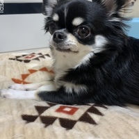 Lilちゃん