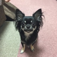 まめ吉くん