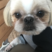 suzuくん