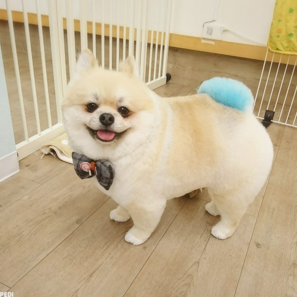 ステラくん