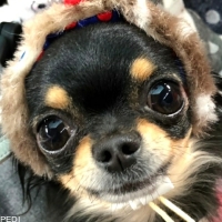 梅ちゃん