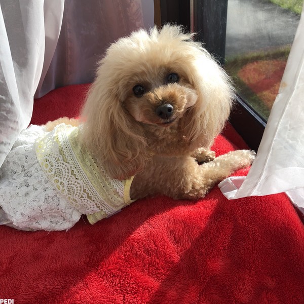 モコちゃんのプロフィール | PEDI