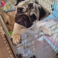 こかぶくん