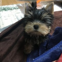 エリカちゃん