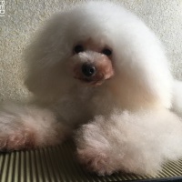 うらんちゃん