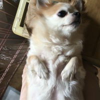 キラちゃん