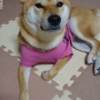 こいもちゃん
