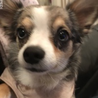 ミクちゃん