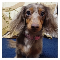 ぴこちゃん