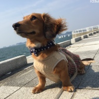 マロンちゃん