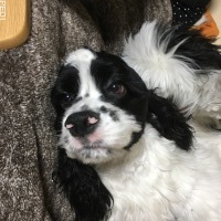えびくん