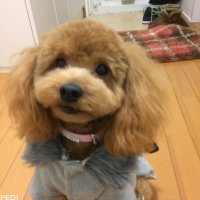マカロンちゃん