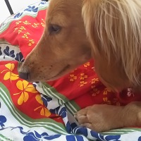 ムックくん