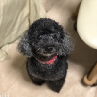 チョコくん