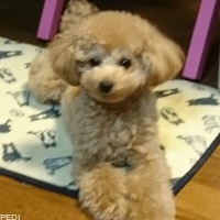 つぶアンちゃん