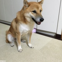 よもぎくん