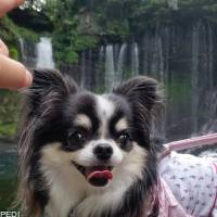 ほたてちゃん