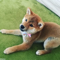 きなこちゃん