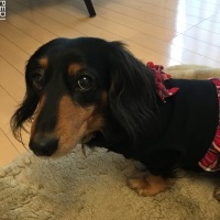 クルミちゃん