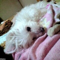 ちずちゃん