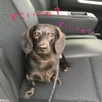ココちゃん