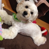ぷっかちゃん