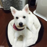 ハルちゃん