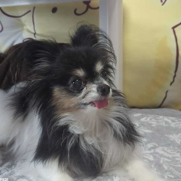 パピーちゃん
