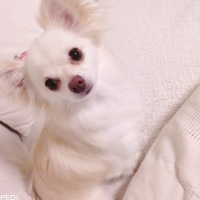 みるちゃん