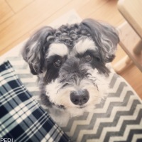 jijiちゃん