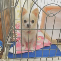 シフォンくん