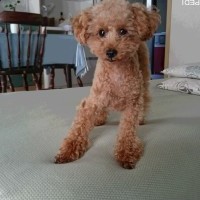 翔くん