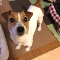ハナちゃん