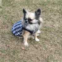 もものすけくん