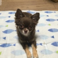 べにちゃん