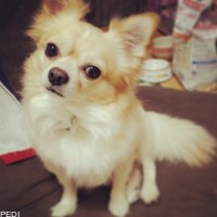くぅくん